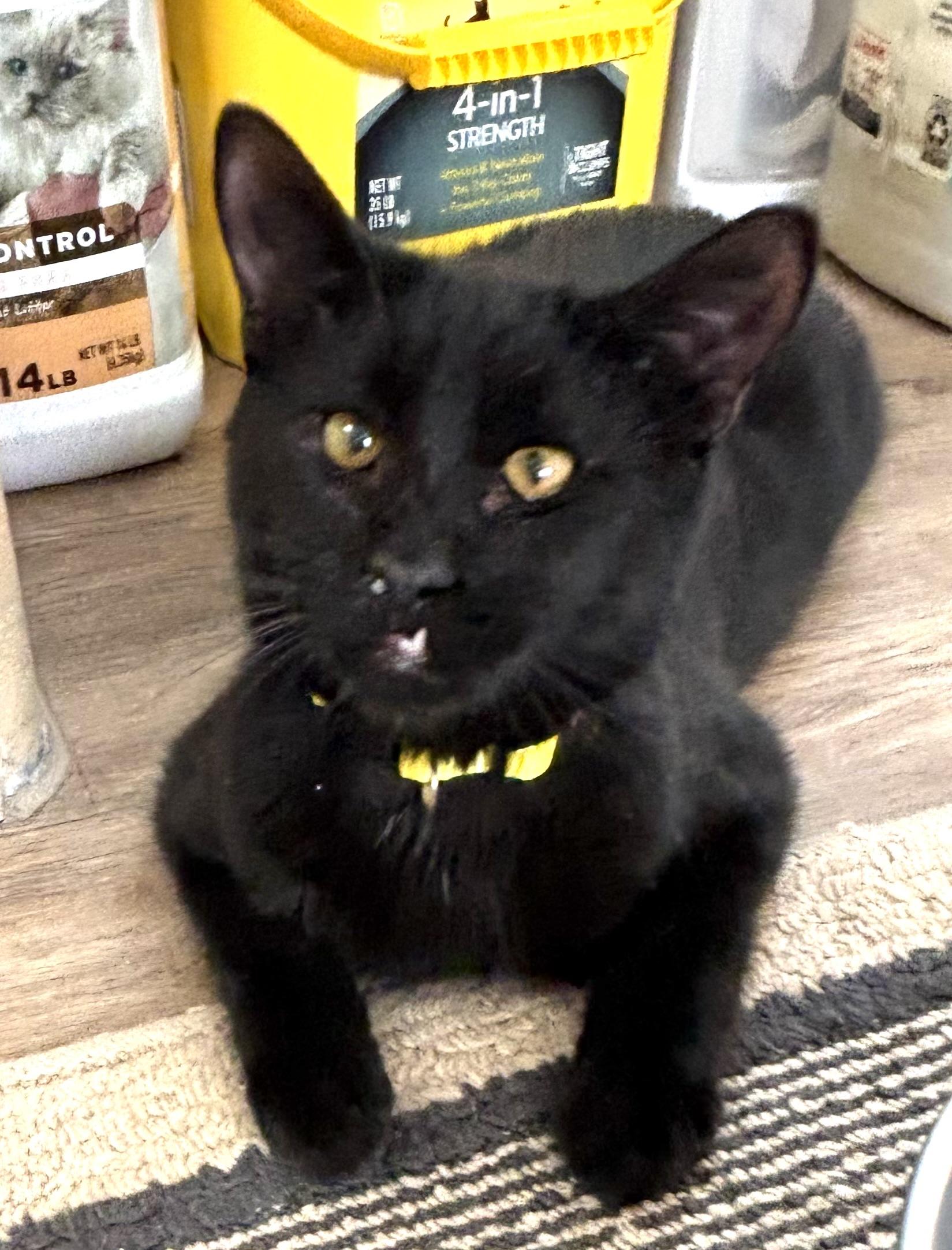 Mindy, ADOPTABLE, Young Female Domestic Short Hair.