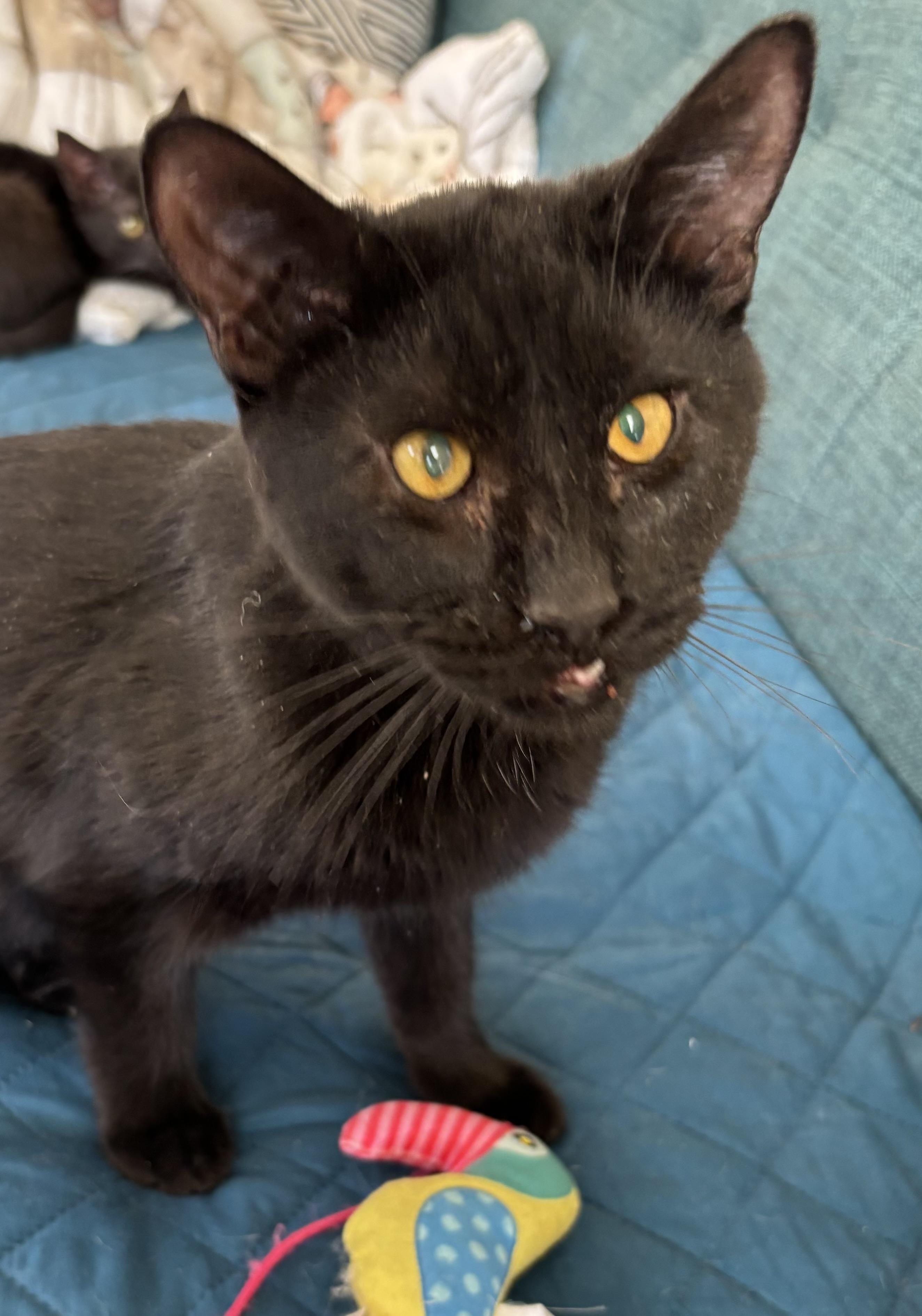 Enlarge Mindy, a ADOPTABLE Domestic Short Hair in Sierra Vista, AZ image 2/4