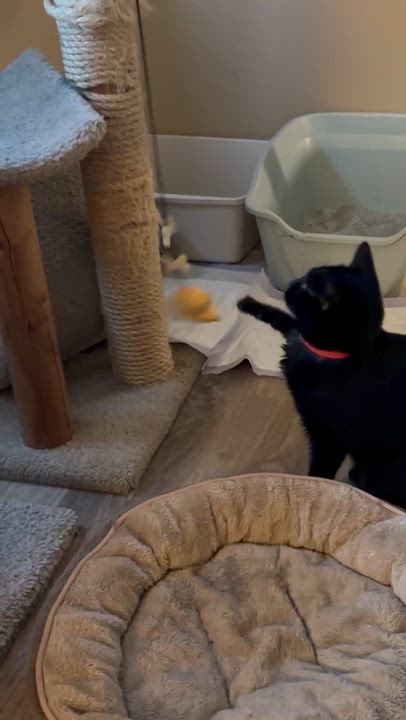 Enlarge Mindy, a ADOPTABLE Domestic Short Hair in Sierra Vista, AZ video 3/5