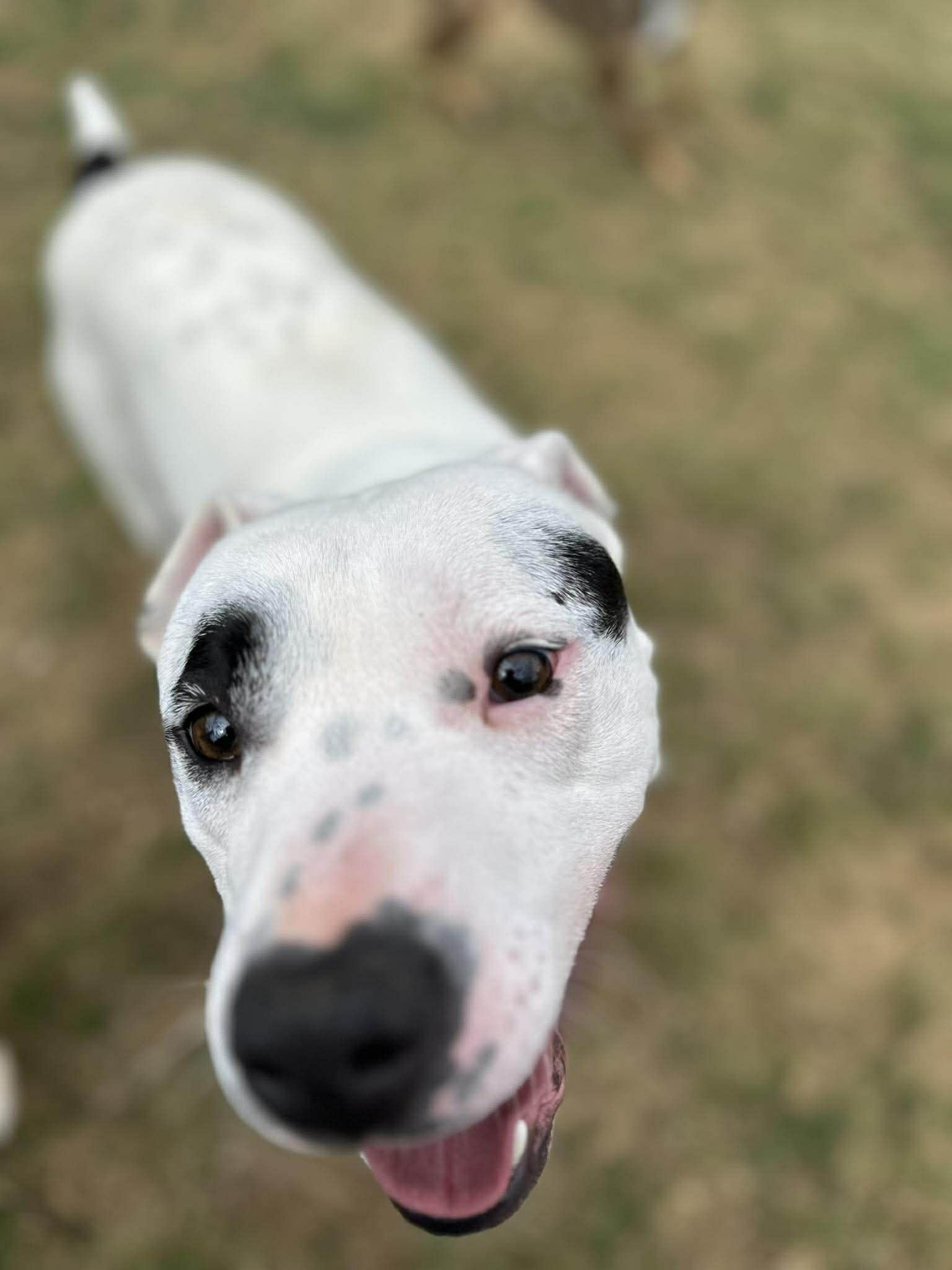 Enlarge Reff, a ADOPTABLE mixed breed in Newland, NC image 3/3