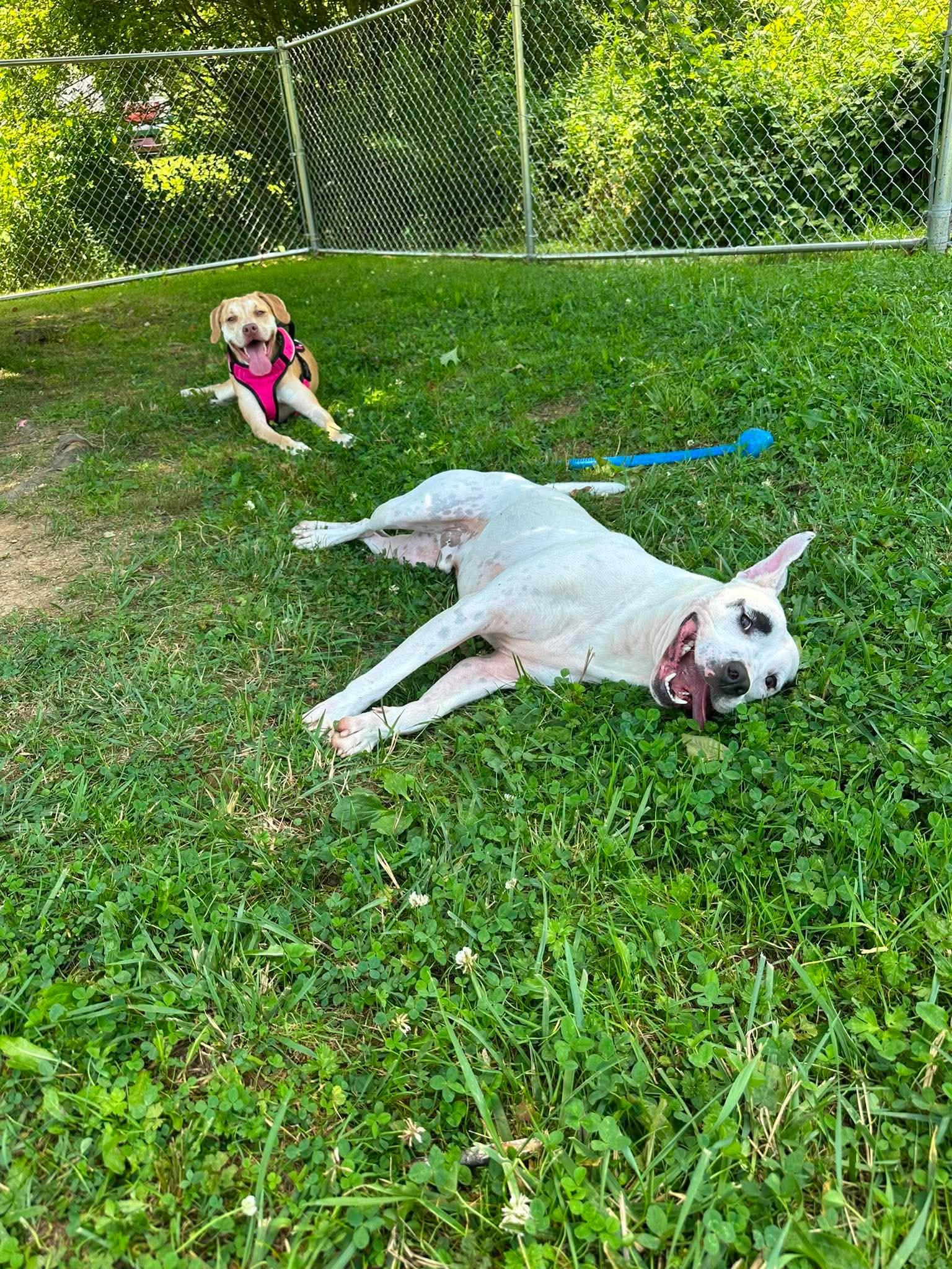 Reff, a ADOPTABLE mixed breed in Newland, NC image 5/5