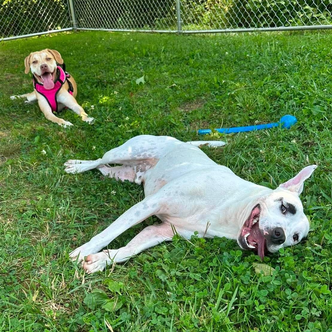 Enlarge Reff, a ADOPTABLE mixed breed in Newland, NC image 3/6
