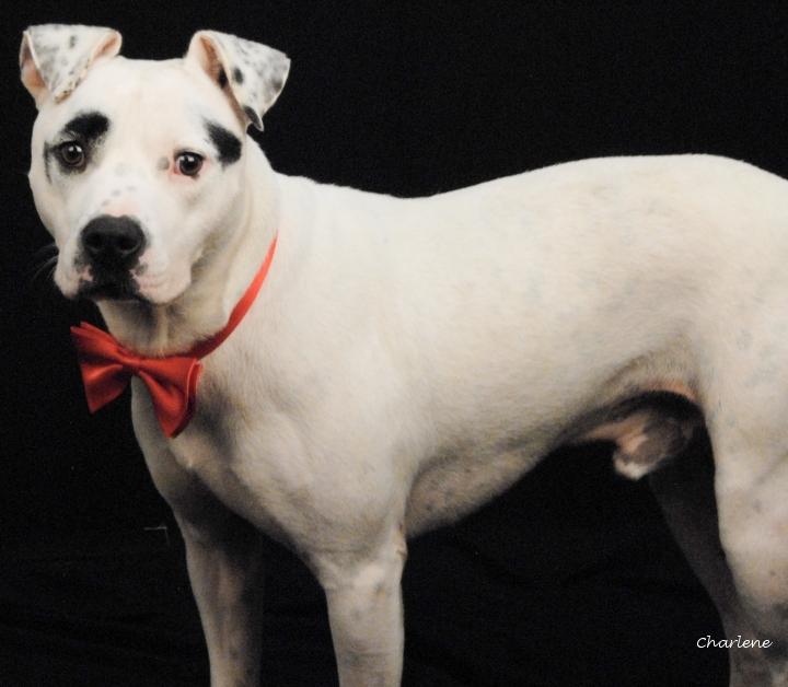 Enlarge Reff, a ADOPTABLE mixed breed in Newland, NC image 1/6