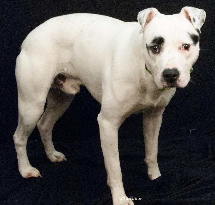 Enlarge Reff, a ADOPTABLE mixed breed in Newland, NC image 1/1