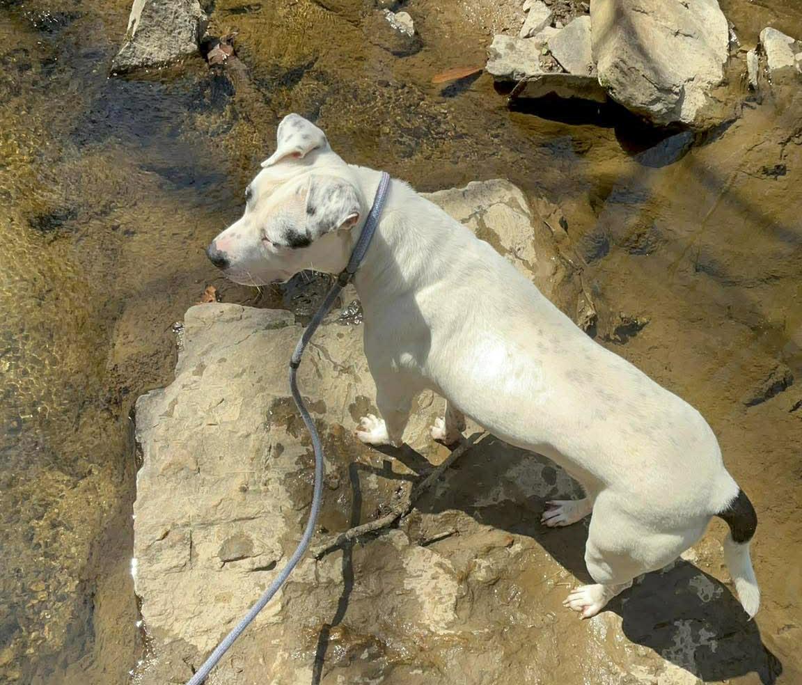 Enlarge Reff, a ADOPTABLE mixed breed in Newland, NC image 2/3