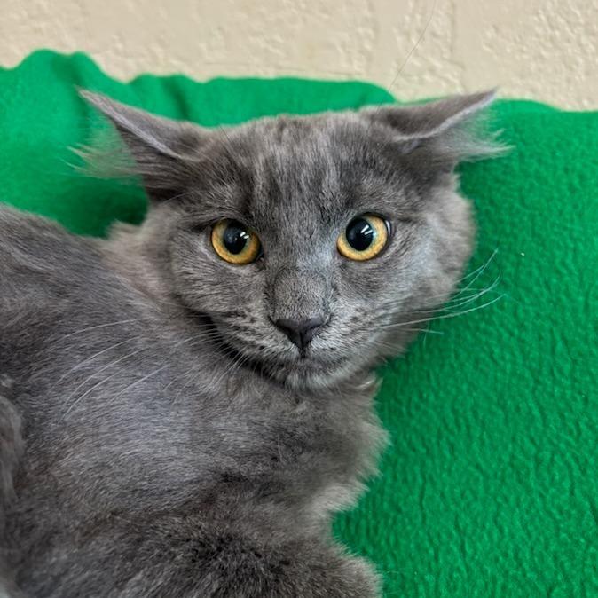 Bell, Adoptable, Young Female Domestic Medium Hair.