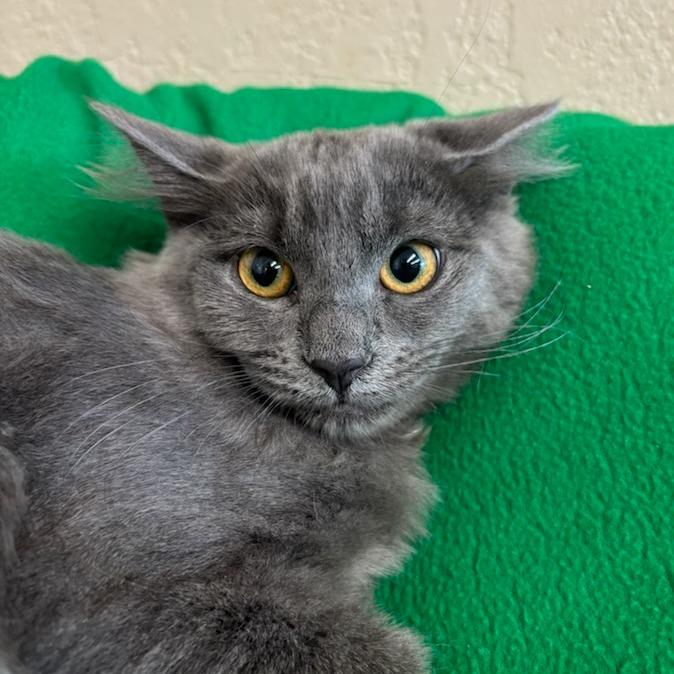 Enlarge Bell, a Adoptable Domestic Medium Hair in Medford, OR image 2/2