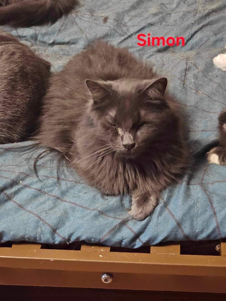 Simon, Adoptable, Adult Male Domestic Medium Hair.