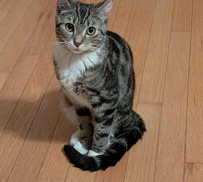 Enlarge Laney and Reba (bonded kitten sisters), a Adoptable Domestic Short Hair in Melrose, MA image 6/6