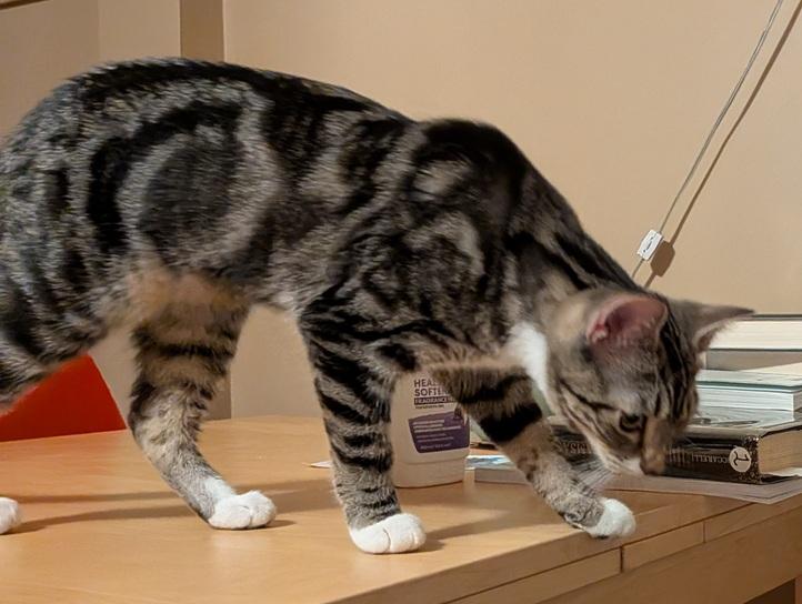 Enlarge Laney and Reba (bonded kitten sisters), a Adoptable Domestic Short Hair in Melrose, MA image 5/6
