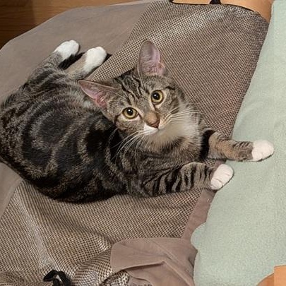 Enlarge Laney and Reba (bonded kitten sisters), a Adoptable Domestic Short Hair in Melrose, MA image 4/6