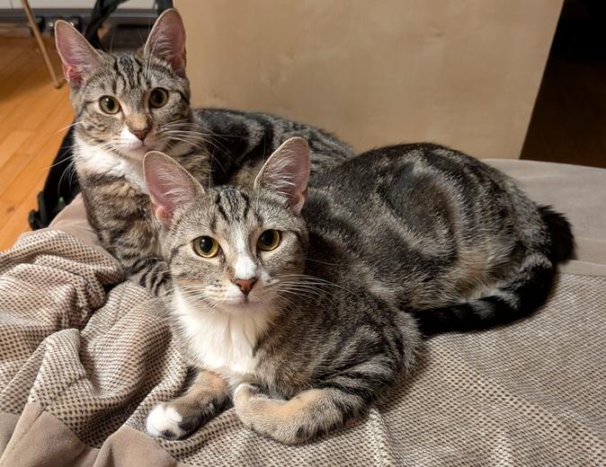 Enlarge Laney and Reba (bonded kitten sisters), a Adoptable Domestic Short Hair in Melrose, MA image 1/6