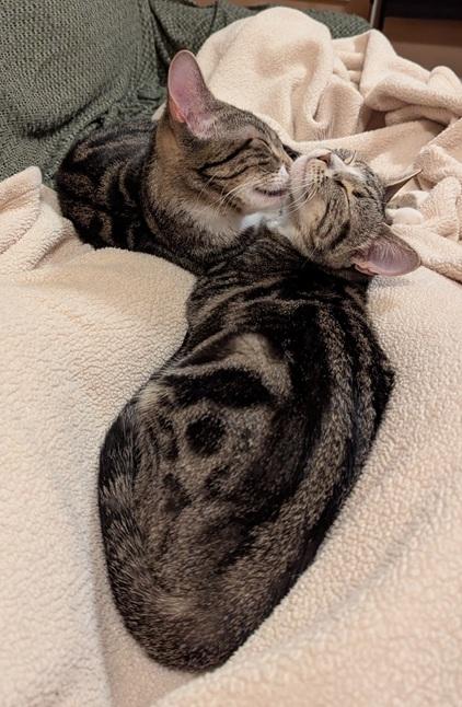 Enlarge Laney and Reba (bonded kitten sisters), a Adoptable Domestic Short Hair in Melrose, MA image 2/6