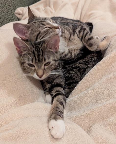 Enlarge Laney and Reba (bonded kitten sisters), a Adoptable Domestic Short Hair in Melrose, MA image 3/6