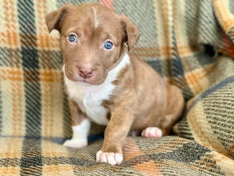 Enlarge Cardinal - Spring Litter , a Adoptable mixed breed in Mendham, NJ image 1/1