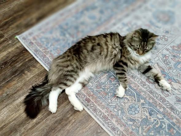 Bubba, ADOPTABLE, Adult Male Domestic Long Hair.