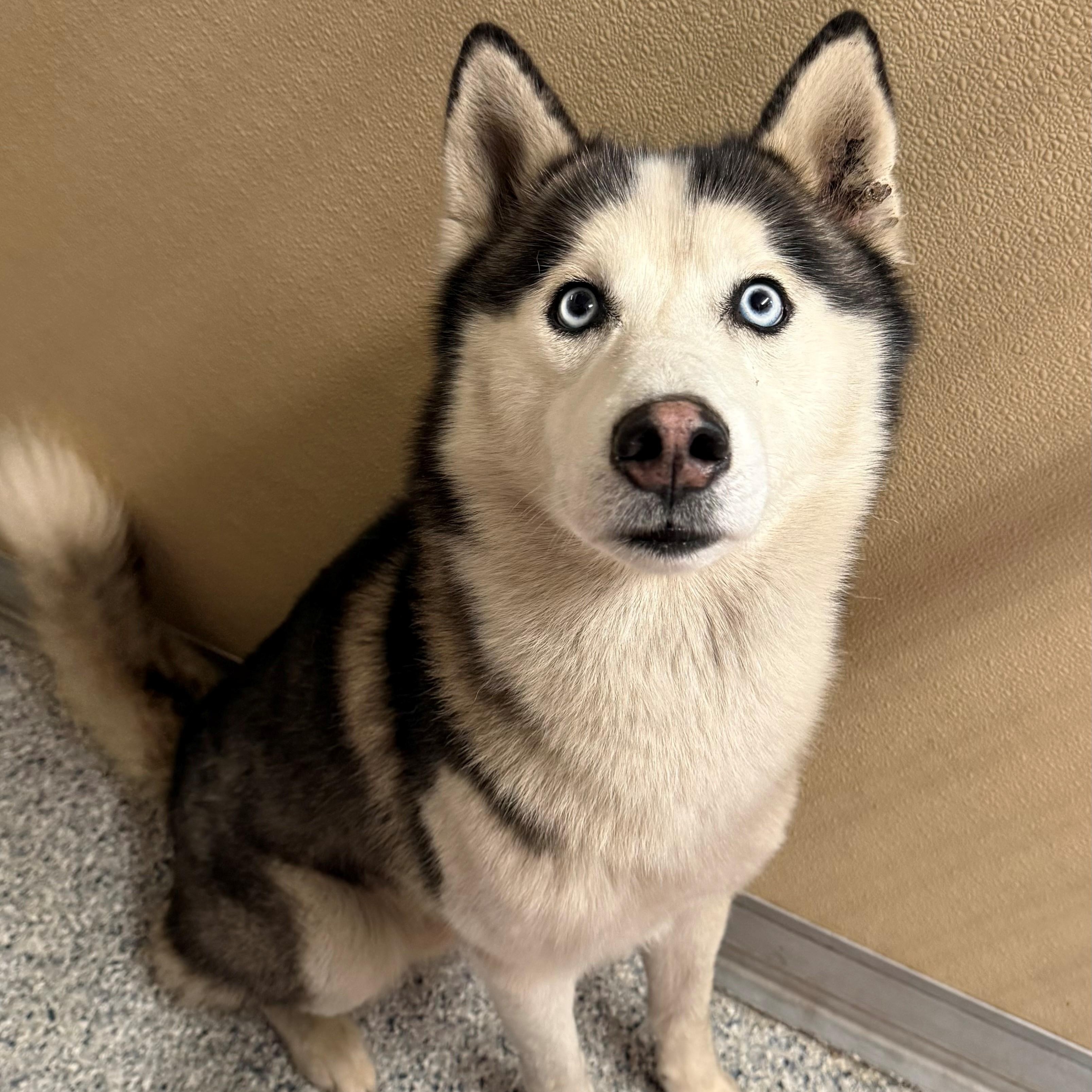Enlarge Prince, a ADOPTABLE Siberian Husky in St. Augustine, FL image 3/3