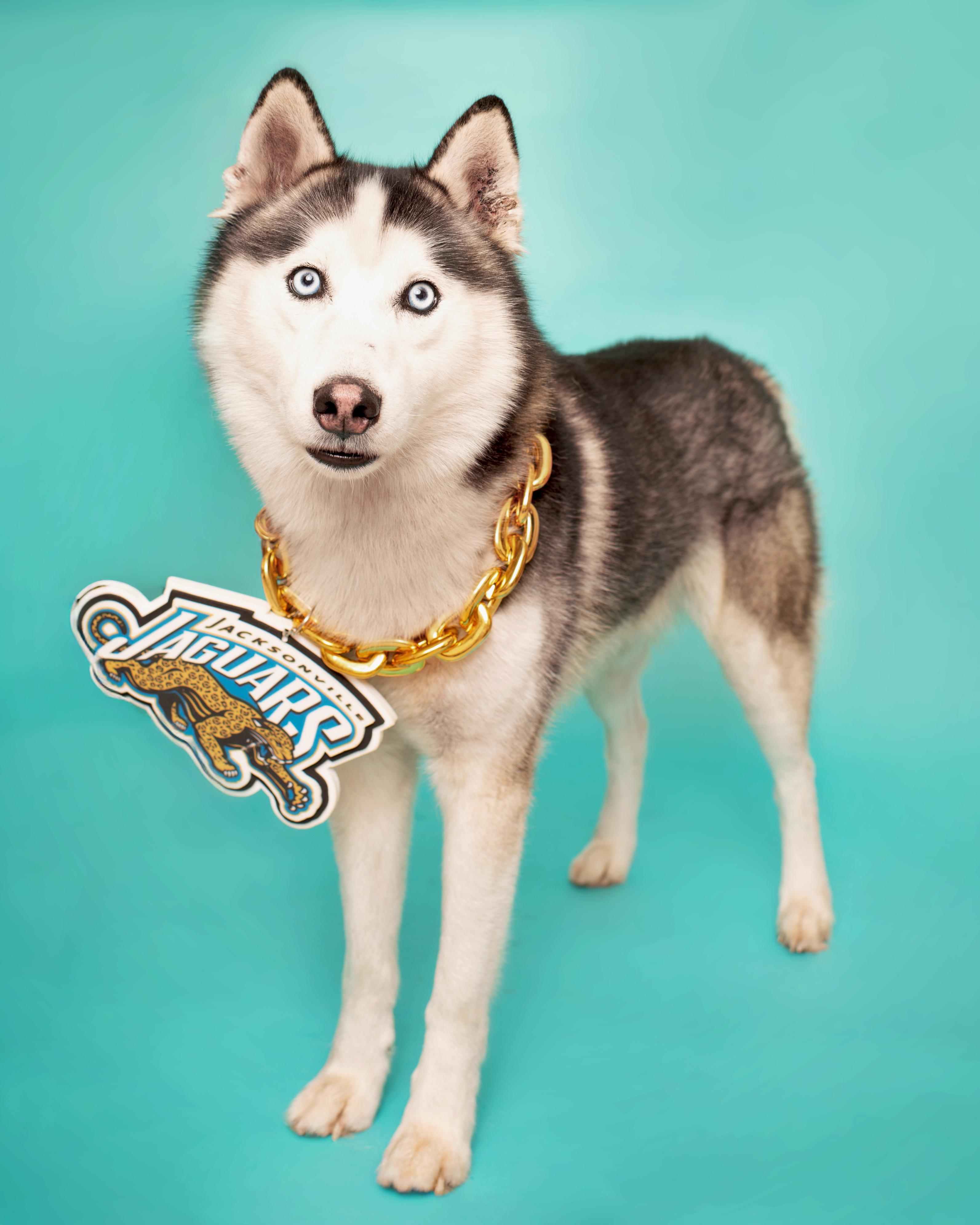 Prince, ADOPTABLE, Adult Male Siberian Husky.