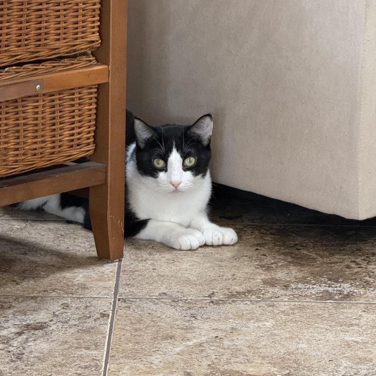 Enlarge Pepper, a Adoptable Domestic Short Hair in Coachella, CA image 1/2