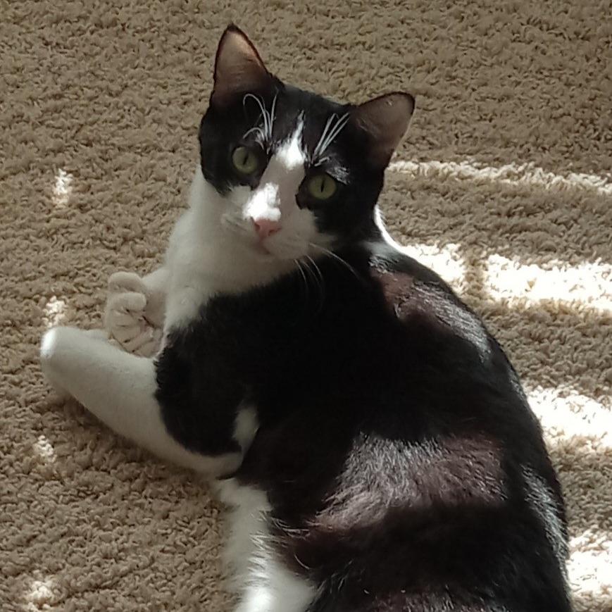 Enlarge Pepper, a Adoptable Domestic Short Hair in Coachella, CA image 2/2