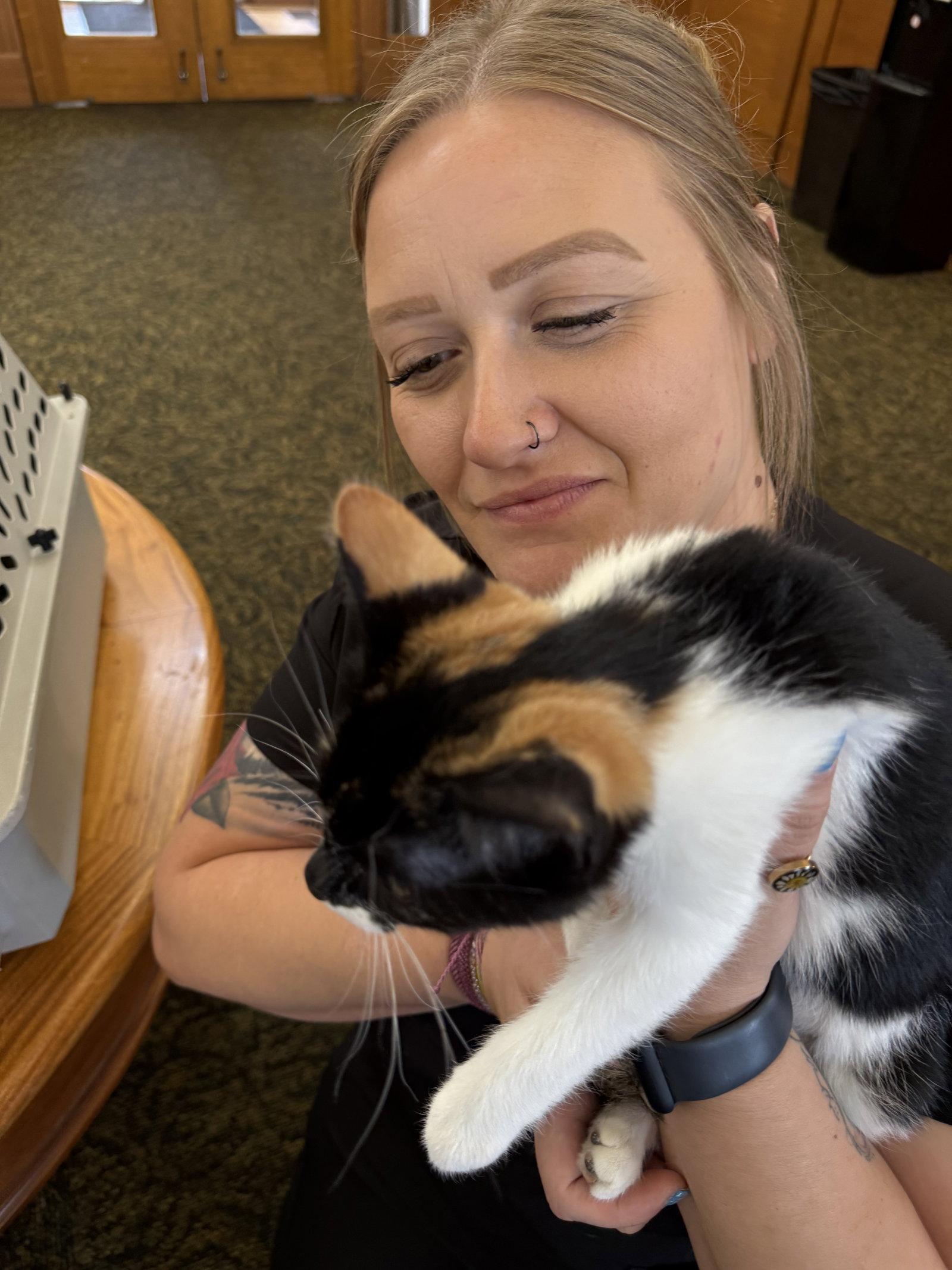 Greta ( Nicole), Adoptable, Kitten Female Calico.