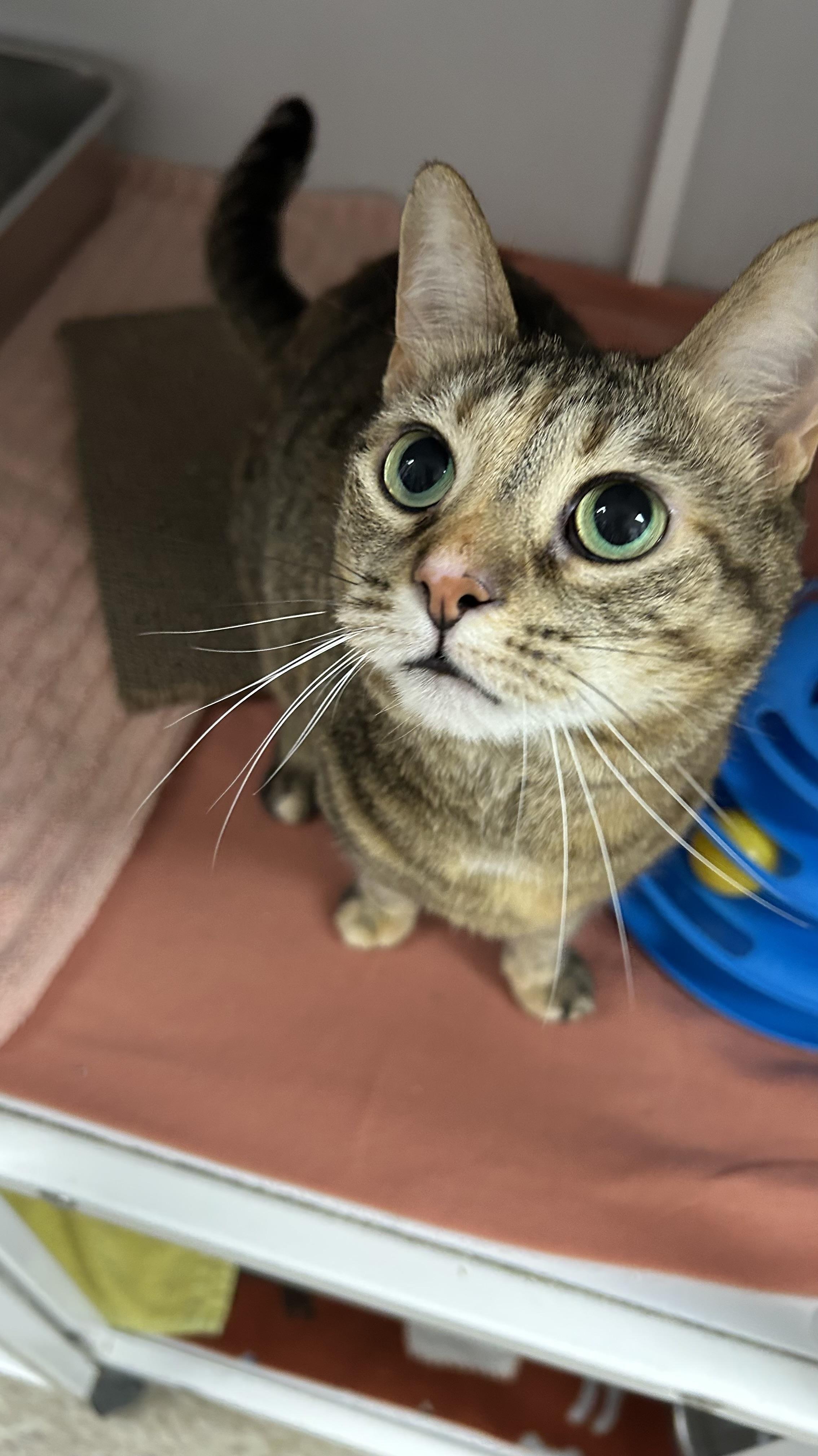 Enlarge Akali, a ADOPTABLE Domestic Short Hair in White Oak, PA image 2/3