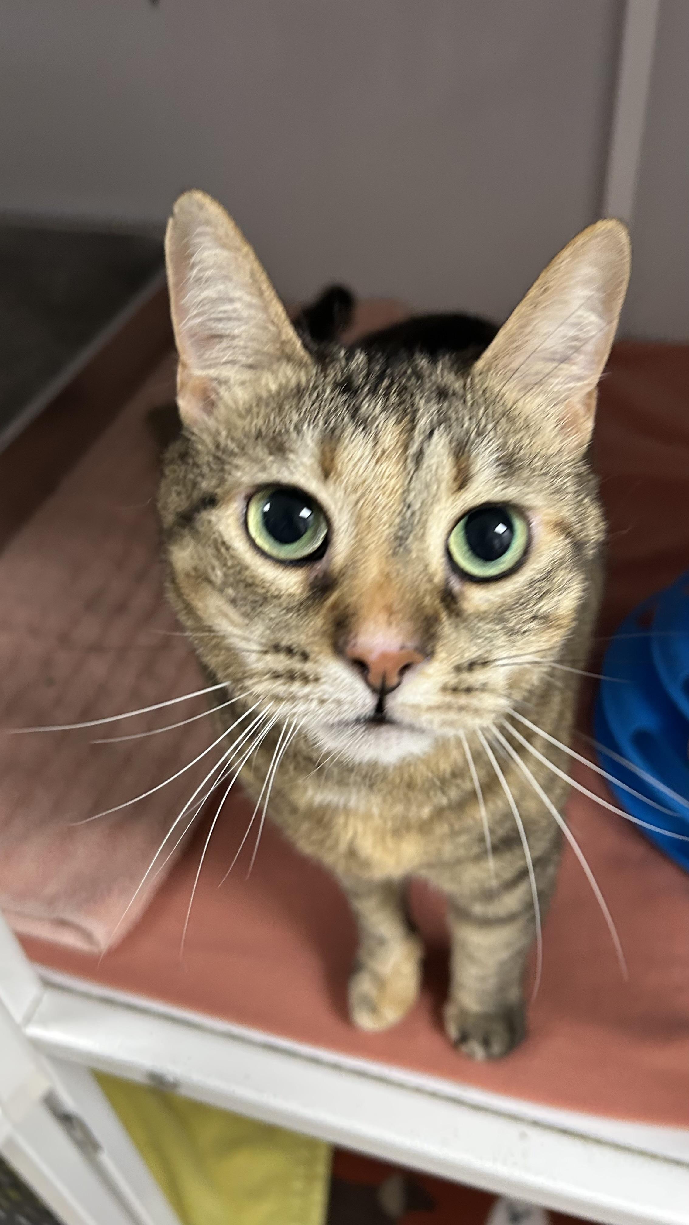 Enlarge Akali, a ADOPTABLE Domestic Short Hair in White Oak, PA image 3/3