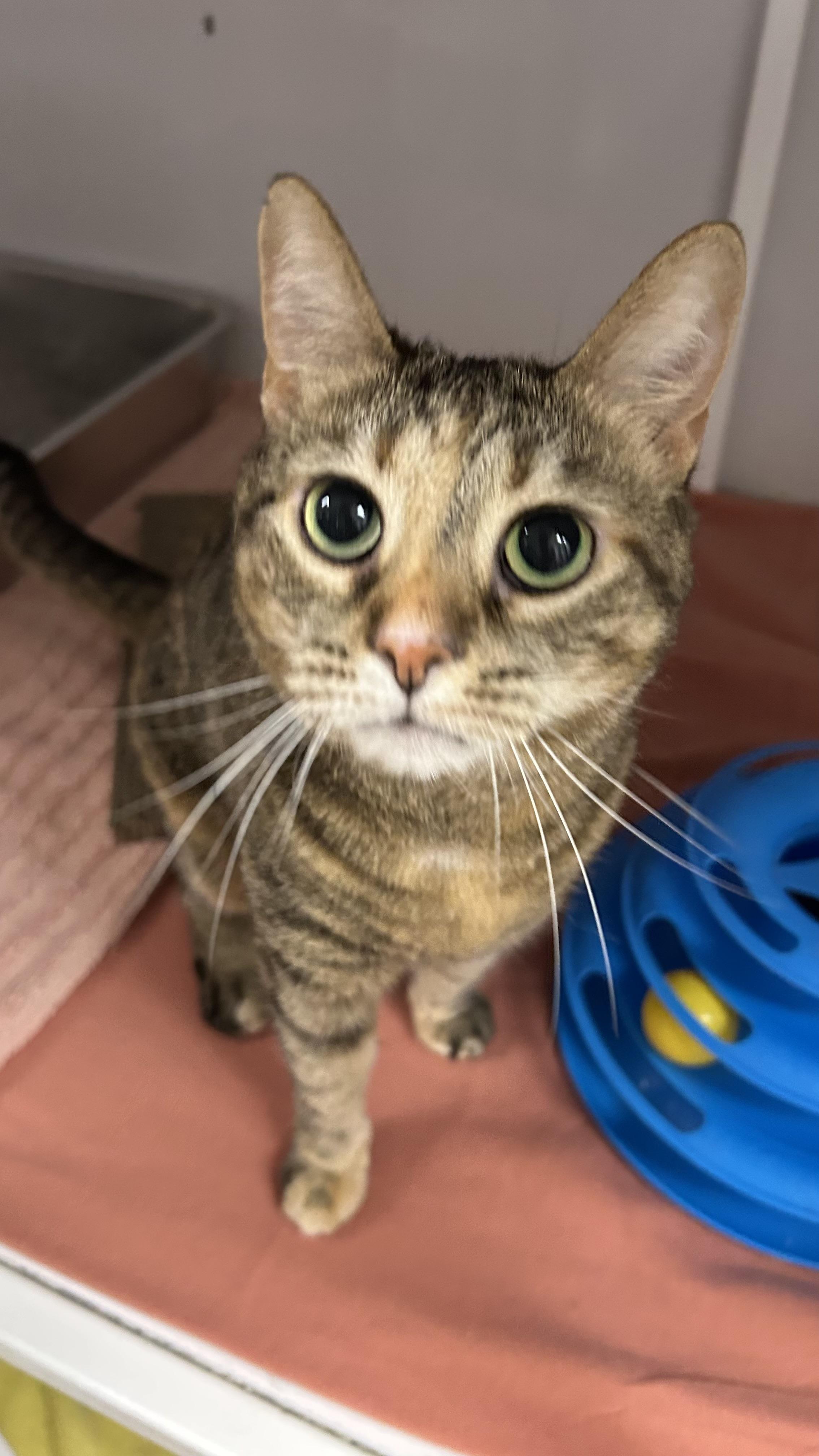 Akali, ADOPTABLE, Adult Female Domestic Short Hair.