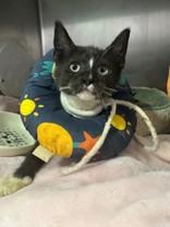 Dubbel, Young Female Domestic Short Hair