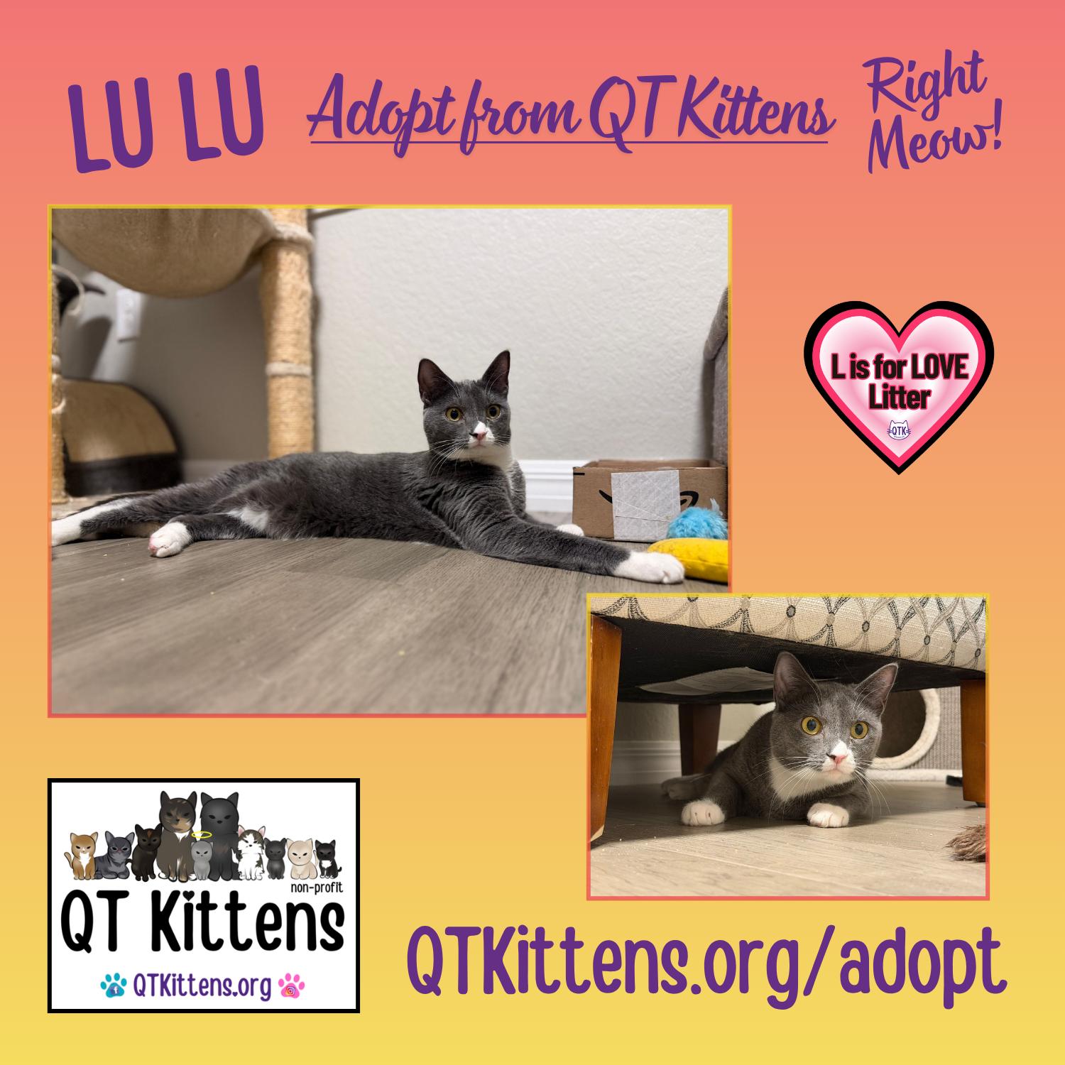 LuLu, Adoptable, Kitten Female Domestic Short Hair.