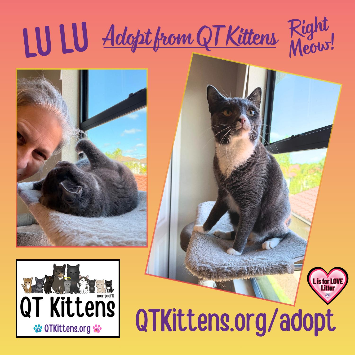 Enlarge LuLu, a Adoptable Domestic Short Hair in Naples, FL image 2/3