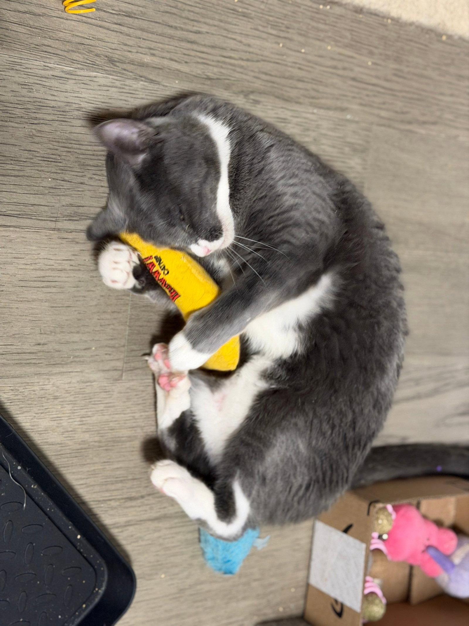 Enlarge LuLu, a Adoptable Domestic Short Hair in Naples, FL image 3/3