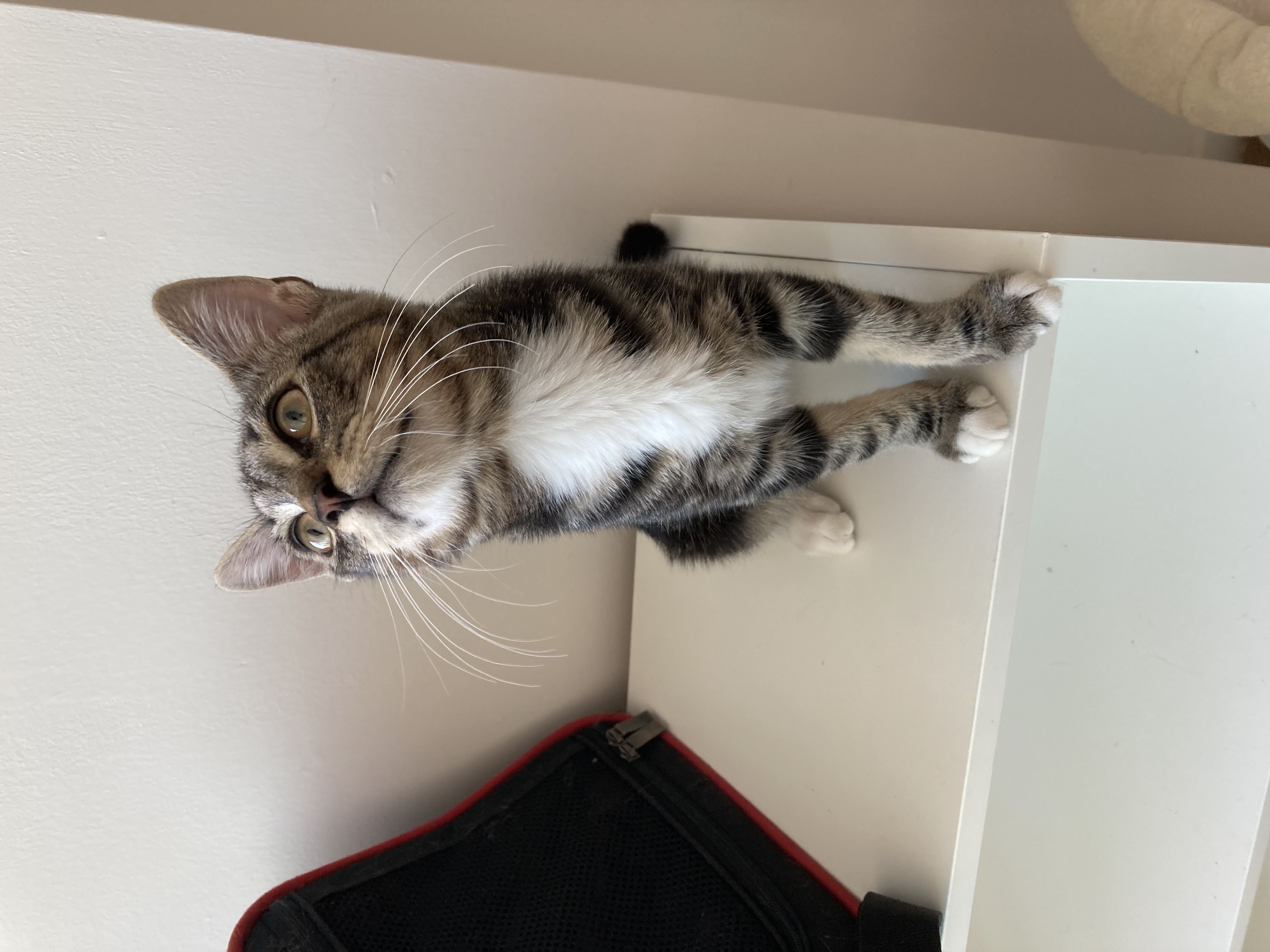 Coffee & Cookie, Adoptable, Young Male Domestic Short Hair.