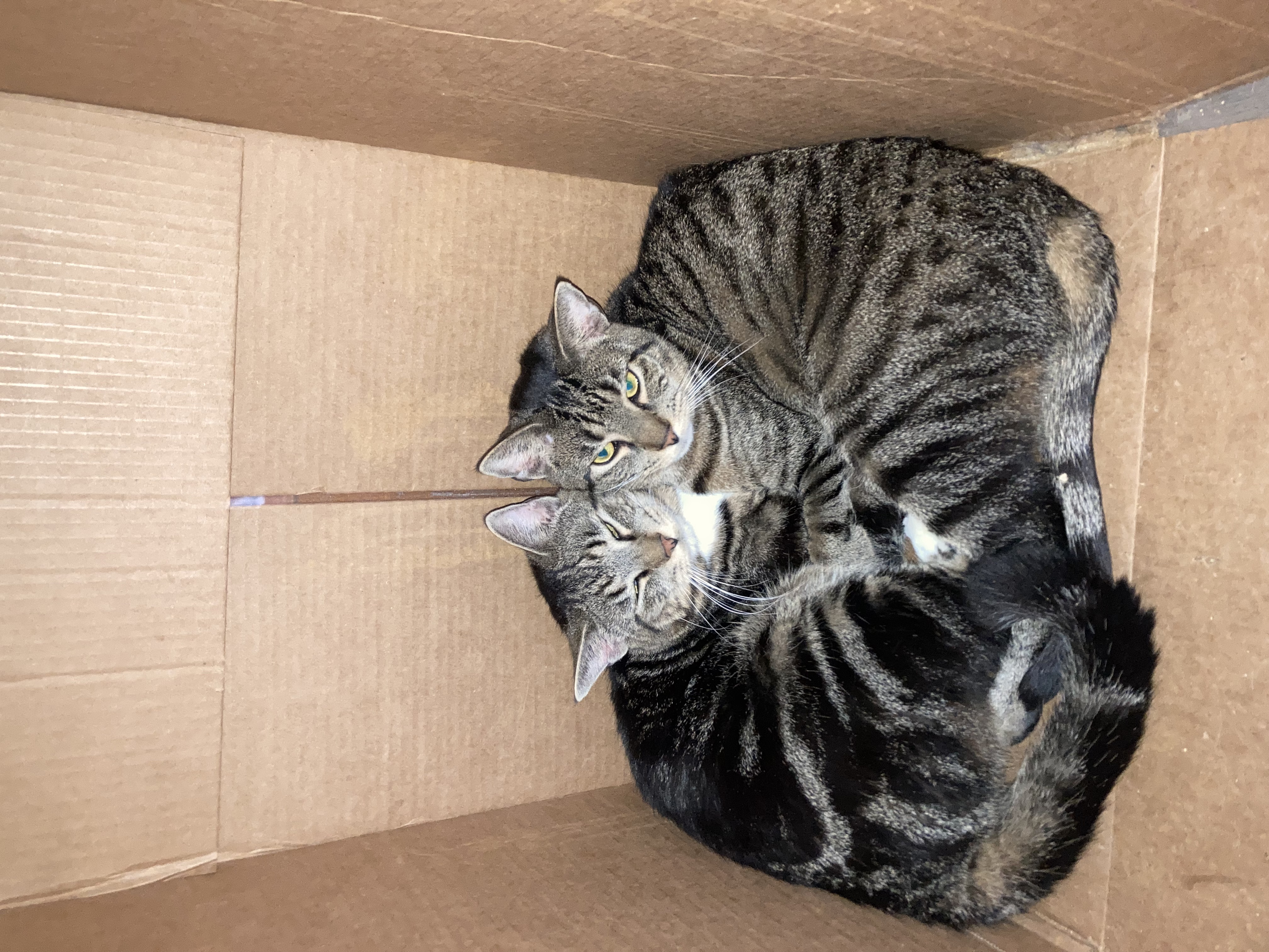 Enlarge Coffee & Cookie, a Adoptable Domestic Short Hair in New York, NY image 2/4