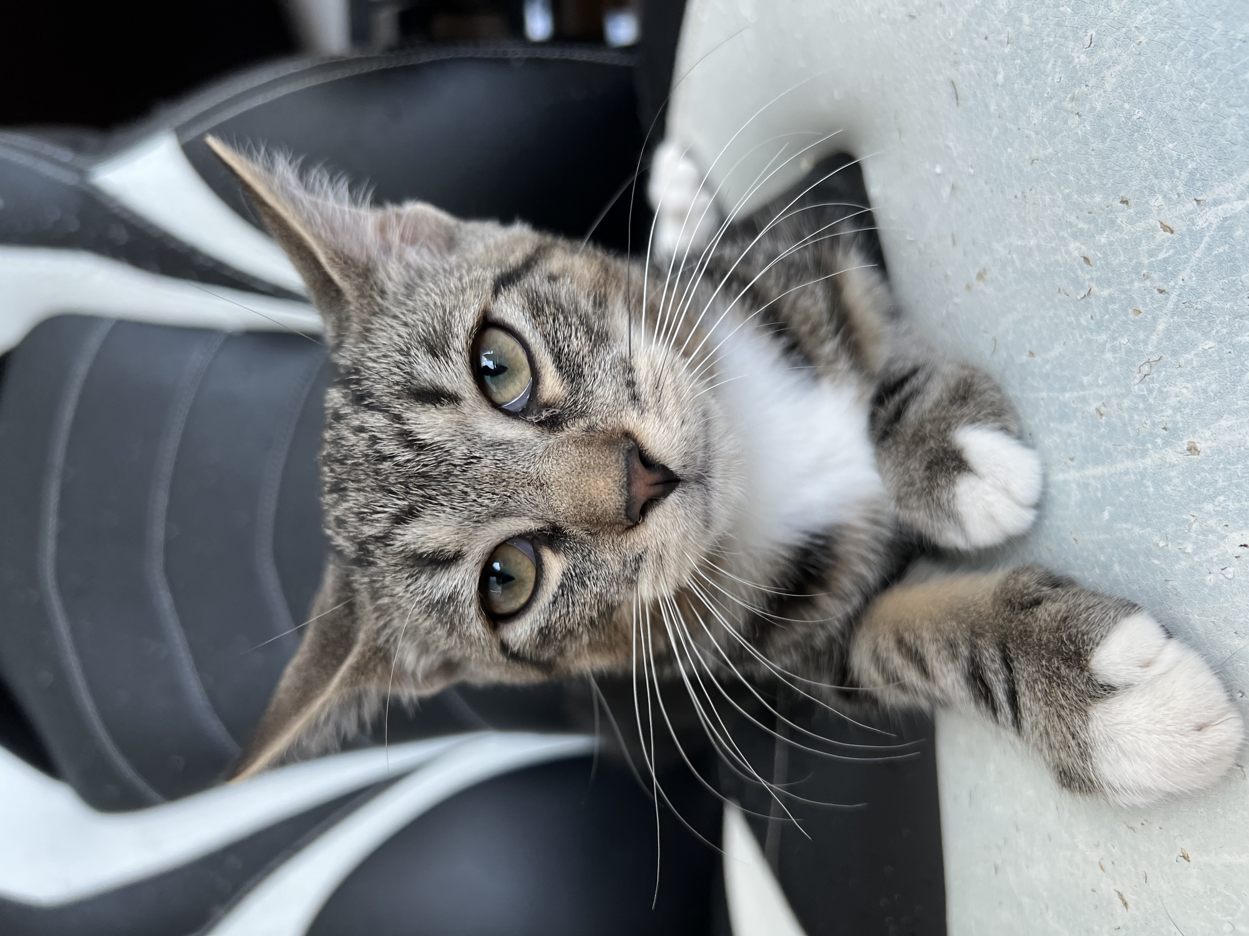 Enlarge Coffee & Cookie, a Adoptable Domestic Short Hair in New York, NY image 3/4