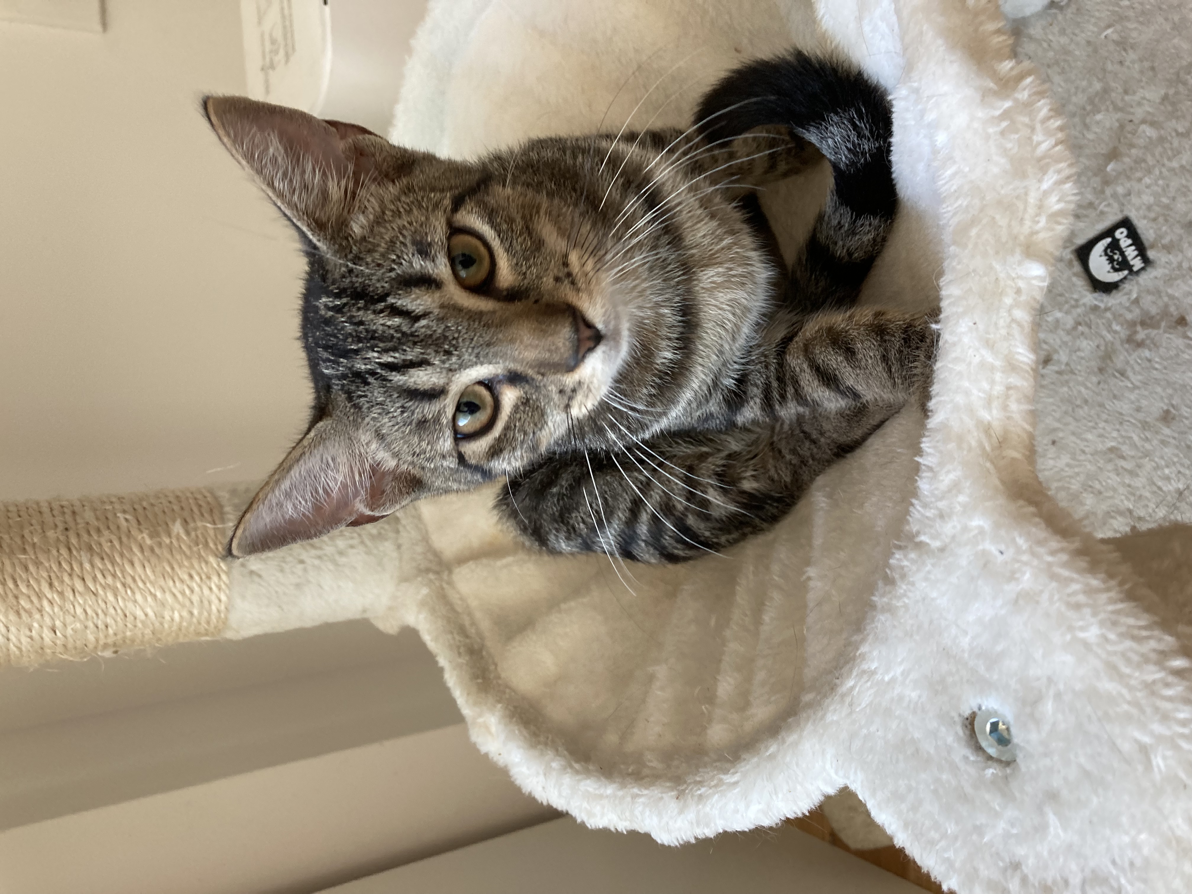 Enlarge Coffee & Cookie, a Adoptable Domestic Short Hair in New York, NY image 4/4