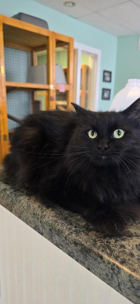Jet, Adoptable, Adult Male Domestic Long Hair.