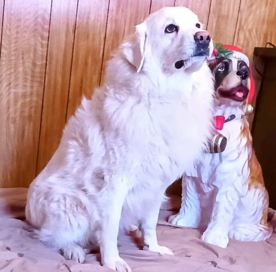 Lucy, Adoptable, Adult Female Great Pyrenees.