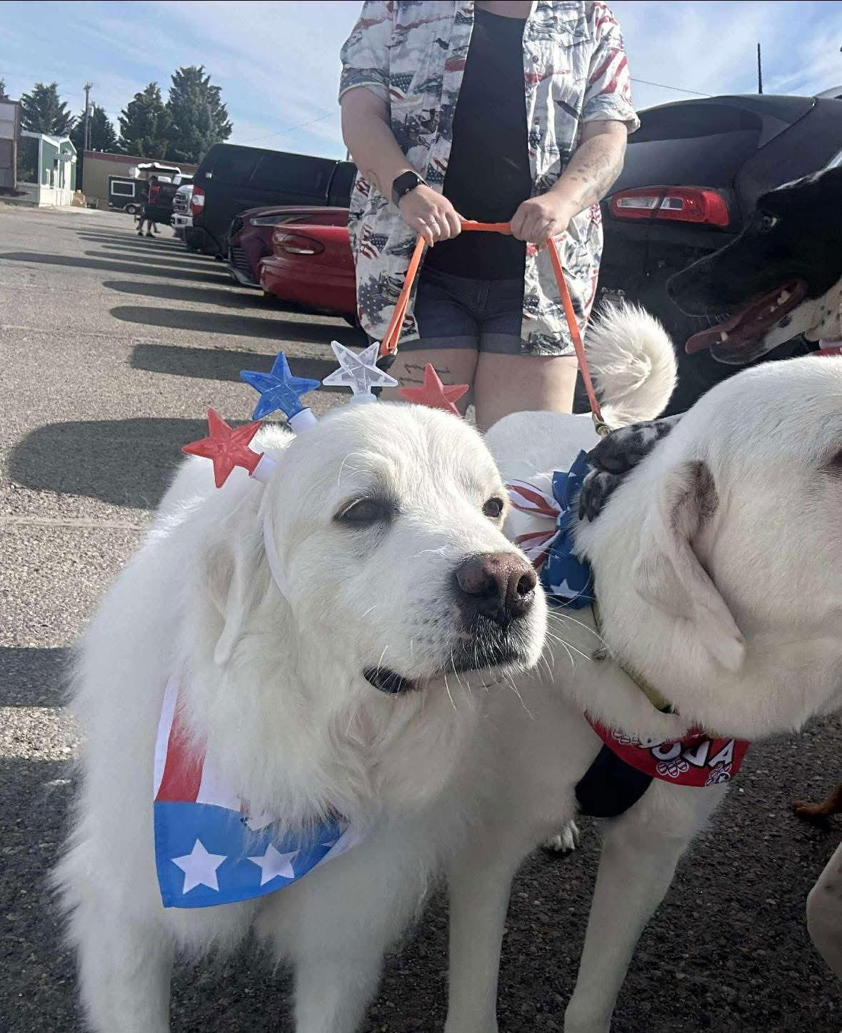 Lucy, a Adoptable Great Pyrenees in Bountiful, UT image 2/3