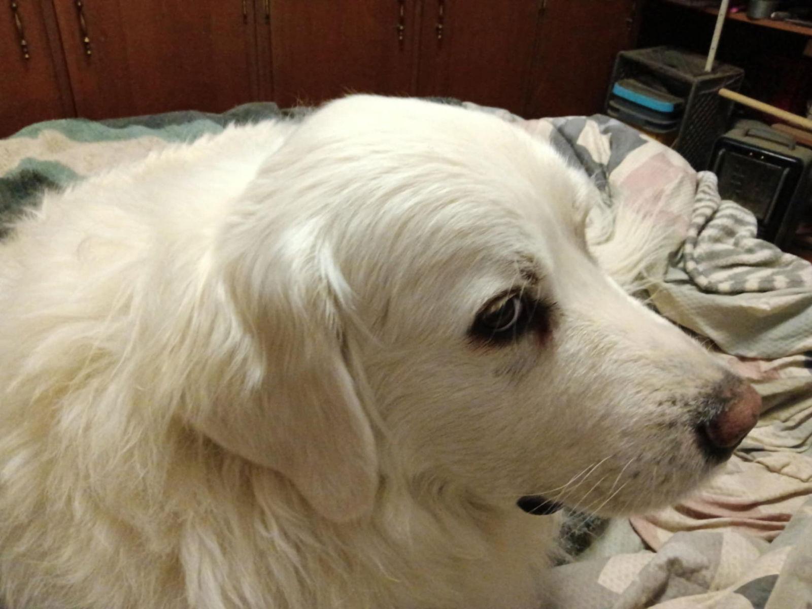 Lucy, a Adoptable Great Pyrenees in Bountiful, UT image 3/3