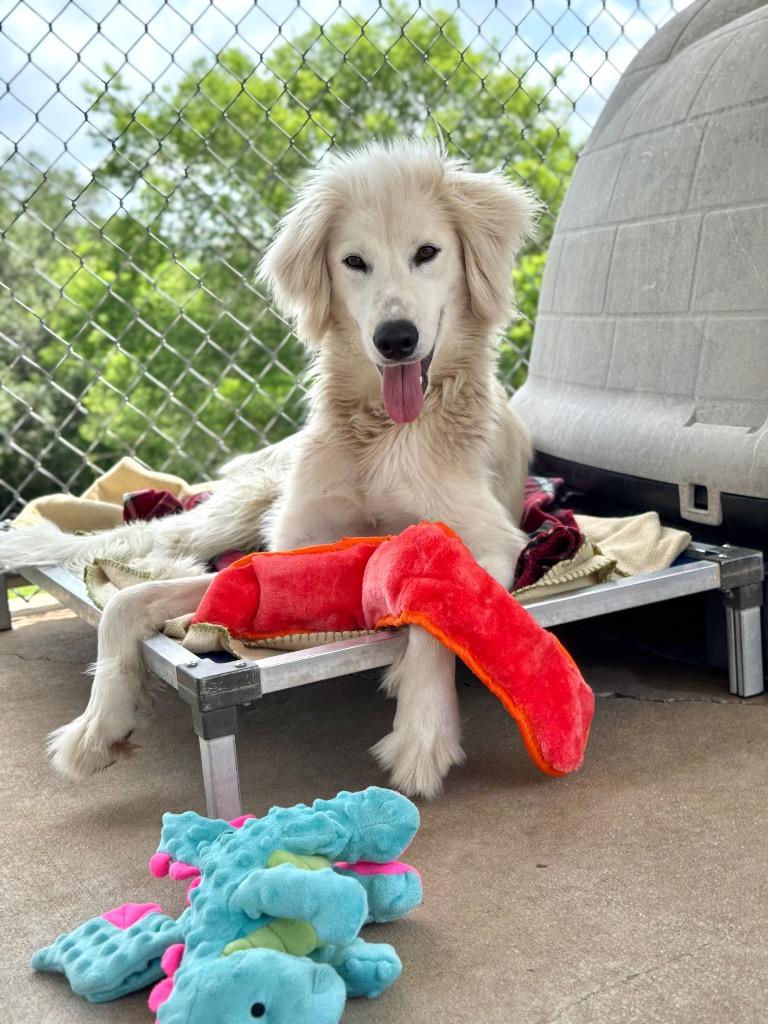 Enlarge Big Bird, a Adoptable mixed breed in Canyon Lake, TX image 1/2