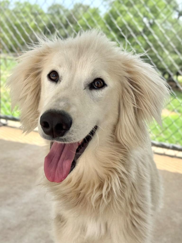 Enlarge Big Bird, a Adoptable mixed breed in Canyon Lake, TX image 2/2