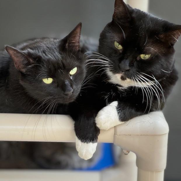 Minnie — thumbnail 4