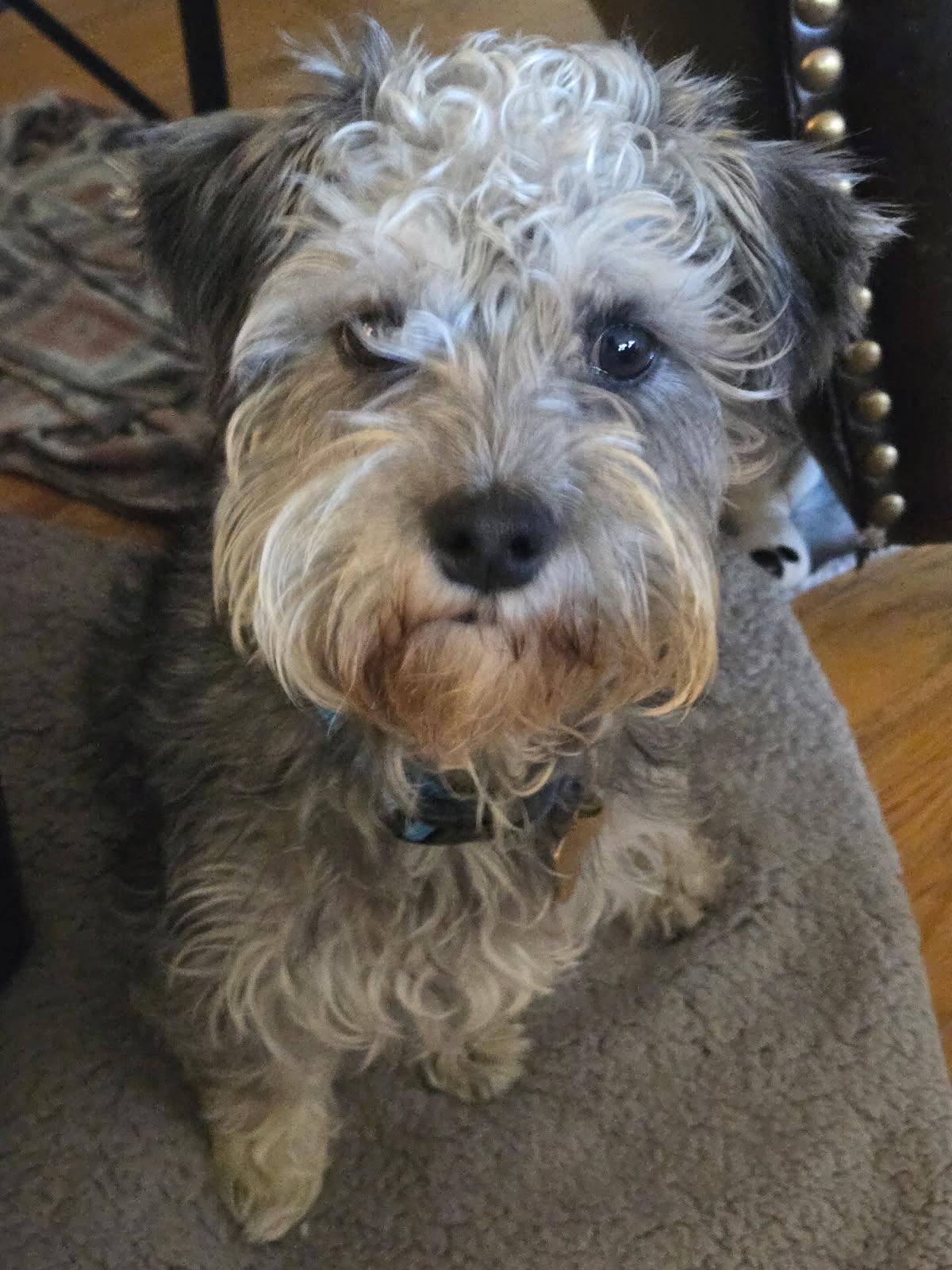 Bean, an adopted mixed breed in Littleton, CO image 2/4