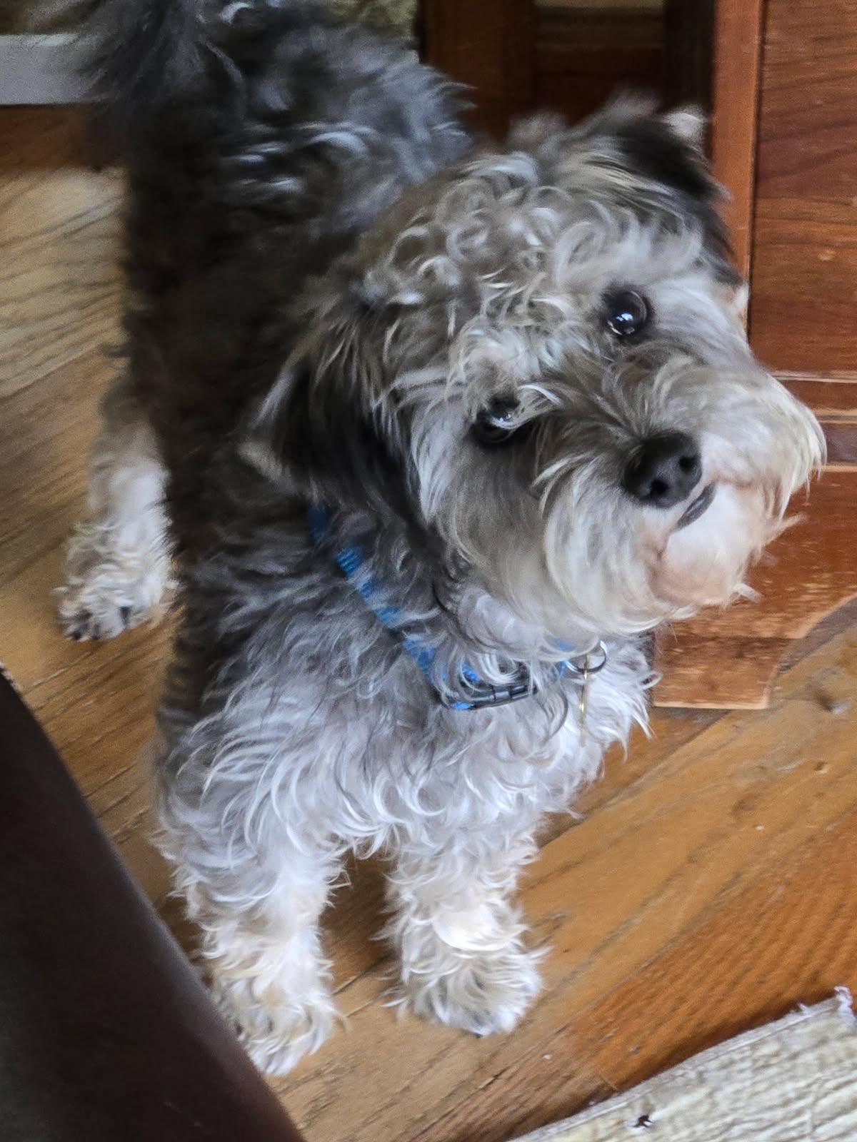 Bean, adopted, Young Male Miniature Schnauzer & Miniature Poodle.
