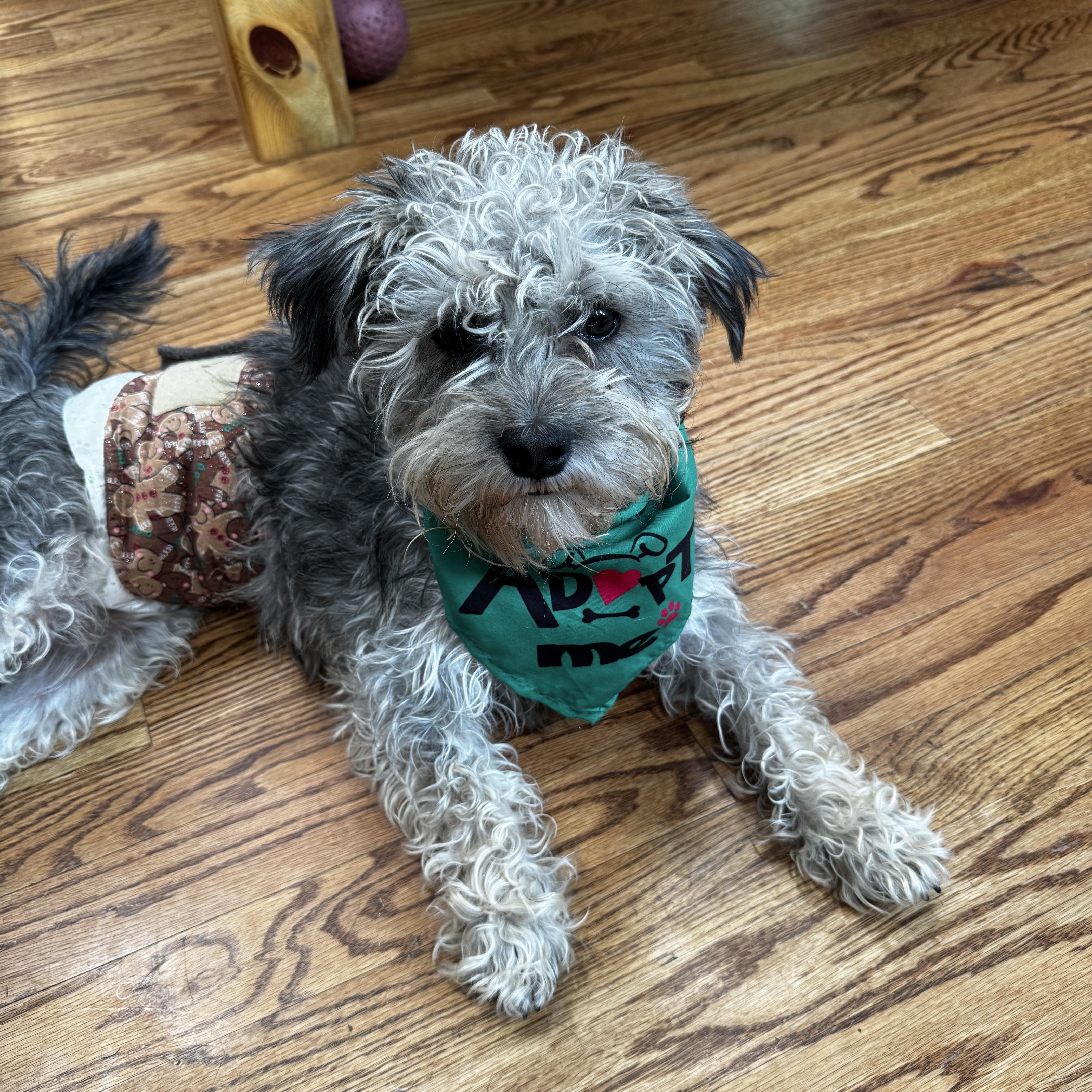 Bean, an adopted mixed breed in Littleton, CO image 3/4