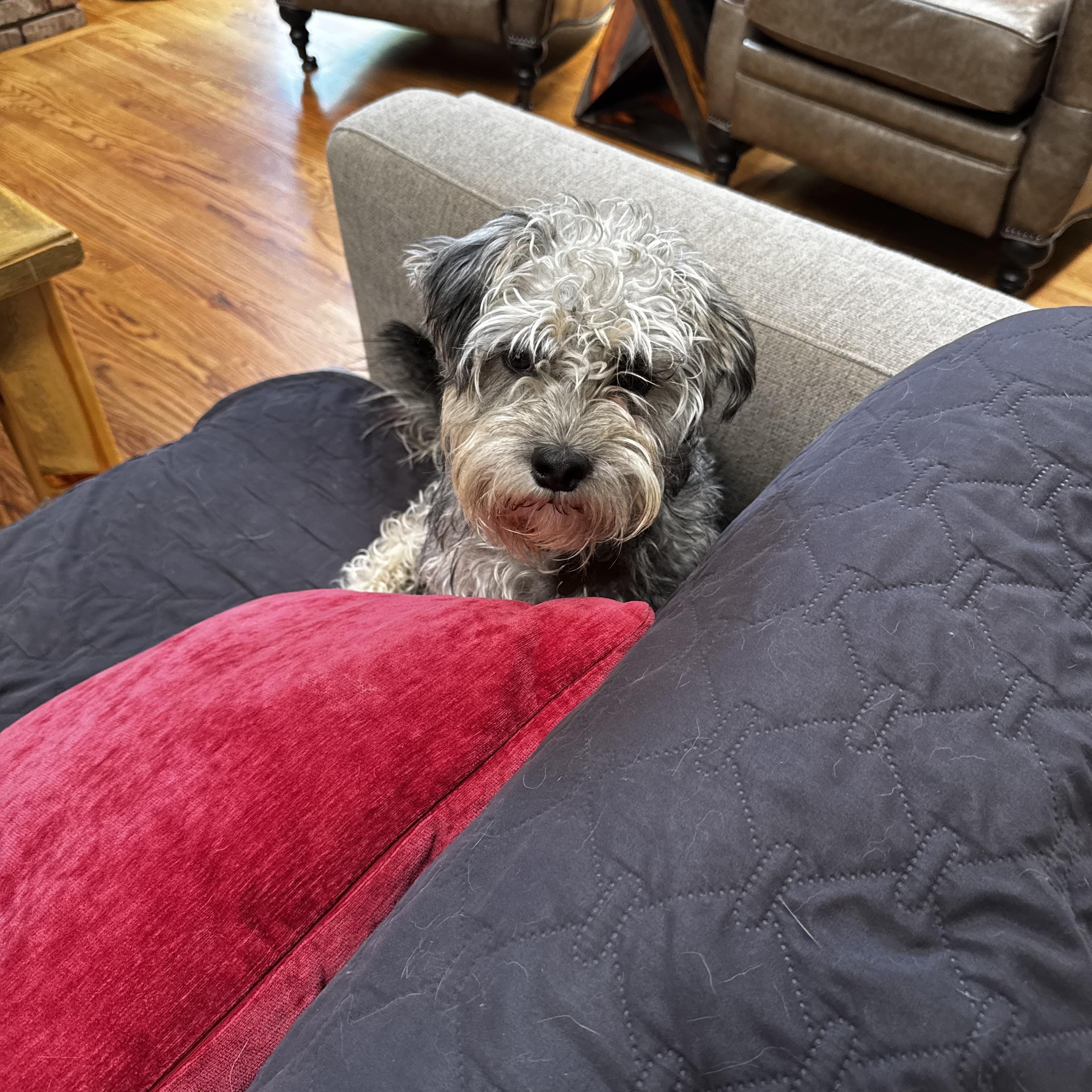 Bean, an adopted mixed breed in Littleton, CO image 4/4