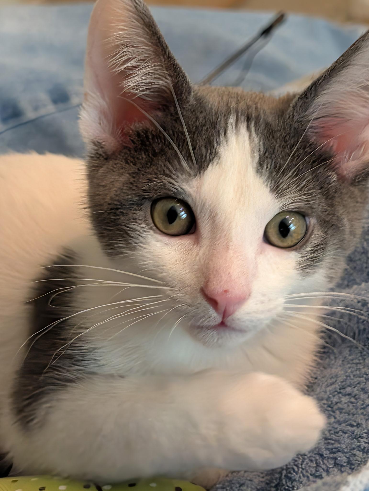 Mikey, a Adoptable Domestic Short Hair in Annapolis, MD image 1/2