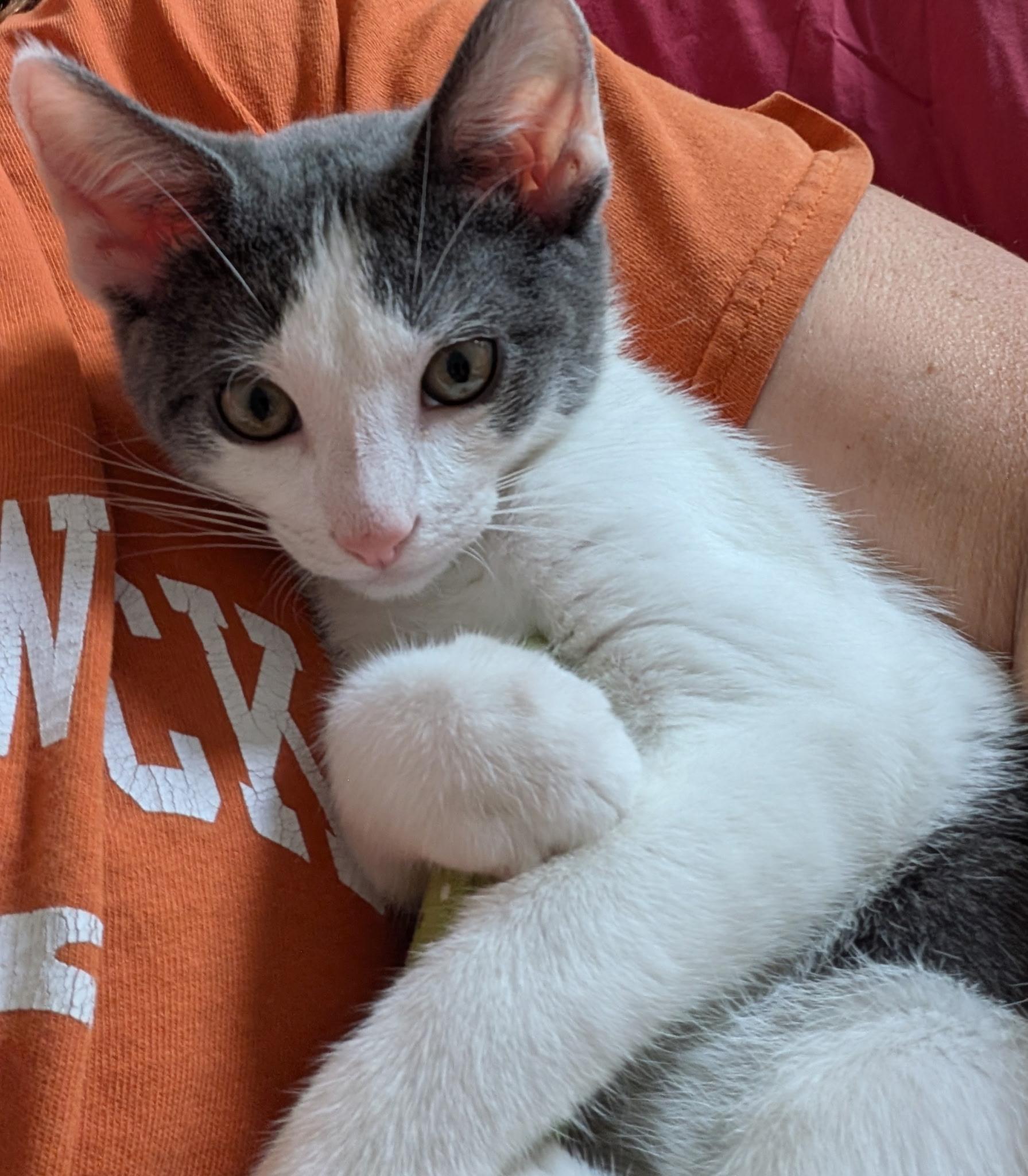 Mikey, a Adoptable Domestic Short Hair in Annapolis, MD image 2/2