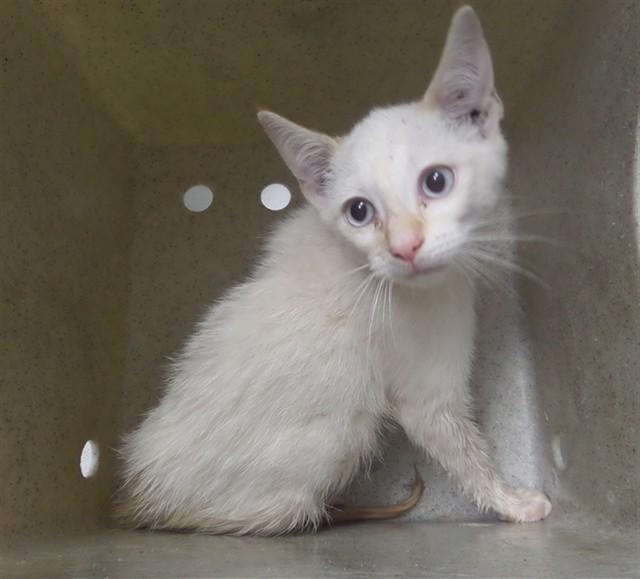 CINDER, Adoptable, Kitten Male Domestic Short Hair.